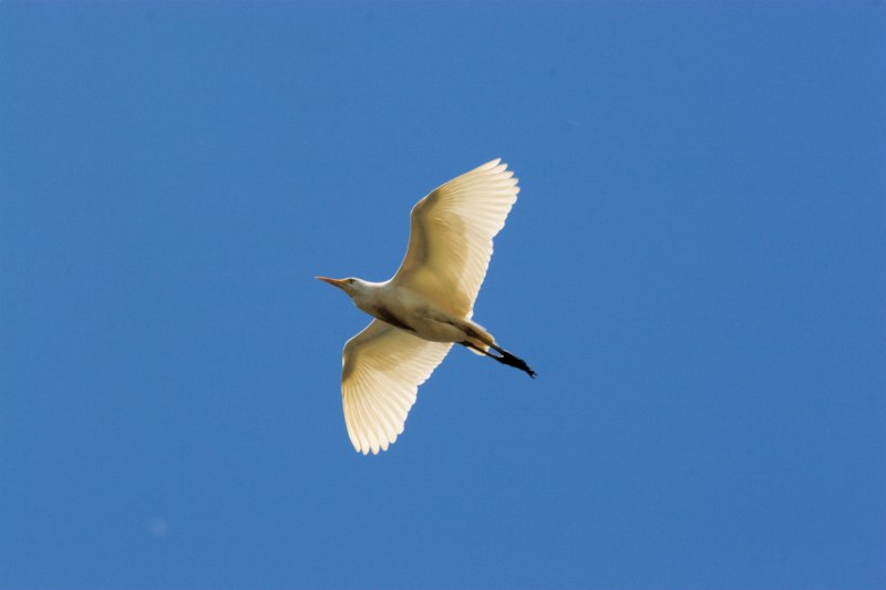 egret.jpg