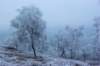 treesattwilight_small.jpg