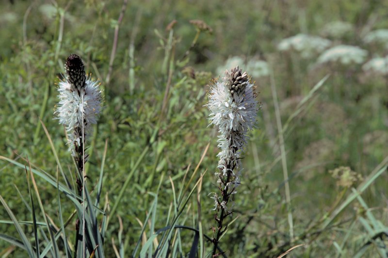 flowers.jpg