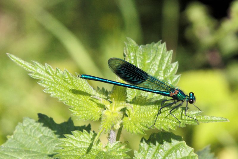 damselfly.jpg