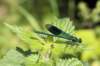 damselfly_small.jpg