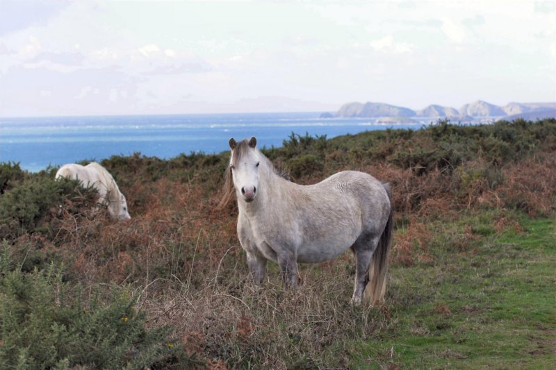 ponyonthecoastpath.jpg